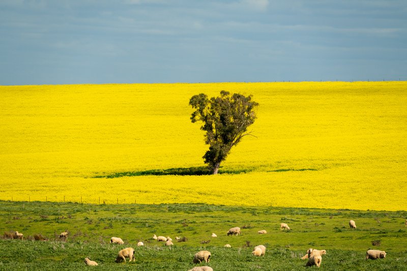 Canola